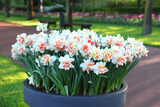 Pot of beautiful narcissus flowers in park, closeup. Spring season
