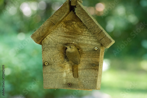 House Wren (Troglodytes aedon) cleaning birdhouse before building a new nest  photo