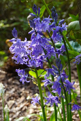 Spanish bluebells (Hyacinthoides Hispanica) bulbs add a touch of charm to any landscape. photo