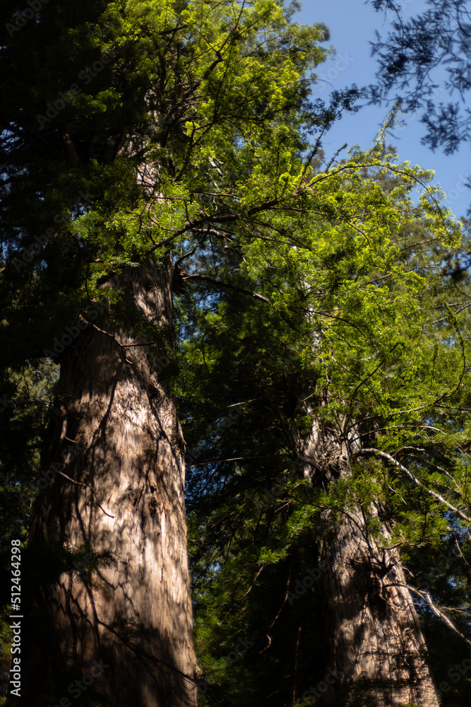 Redwood trees and blue sky, Prairie creek state park, California