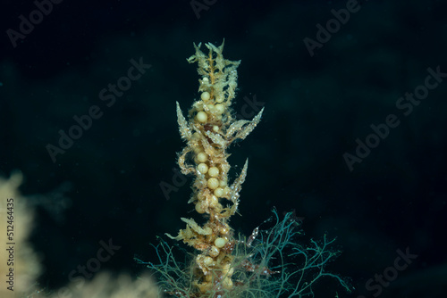 Ramo di alga Sargassum vulgare con vescicole photo