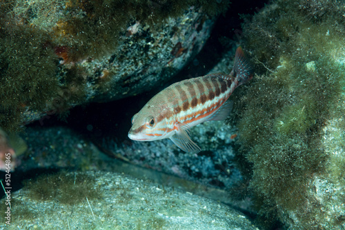 Perchia  Serranus cabrilla  nascosta tra i sassi