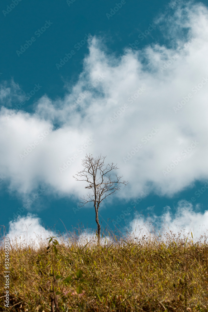 Mantiqueira, Minas Gerais, Brasil: Árvore com galhos secos e nuvens passando Mantiqueira, Minas Gerais, Brasil: Árvore com galhos secos e nuvens passando