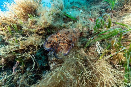 Cicala di mare, Scillarides latus, mimetizzata tra la vegetazione