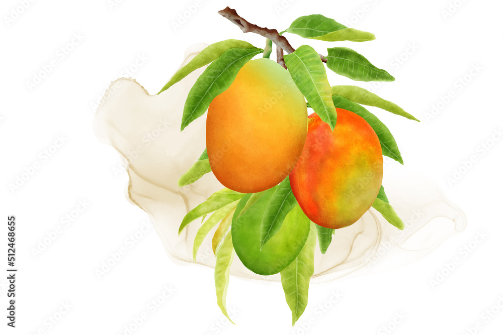 watercolor mango fruits wreath and background design watercolor mango fruits wreath and background design