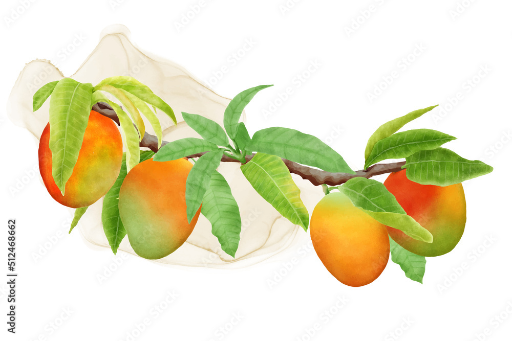 watercolor mango fruits wreath and background design watercolor mango fruits wreath and background design