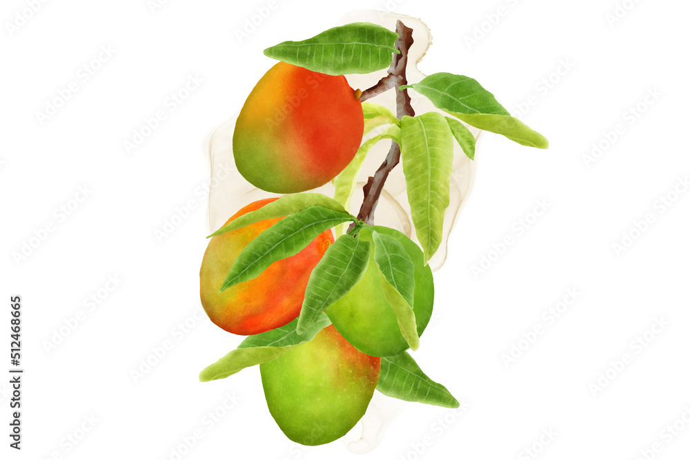 watercolor mango fruits wreath and background design watercolor mango fruits wreath and background design