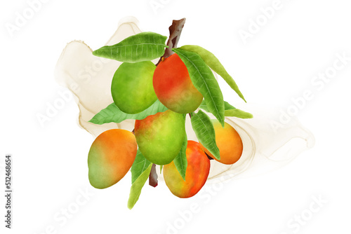 watercolor mango fruits wreath and background design