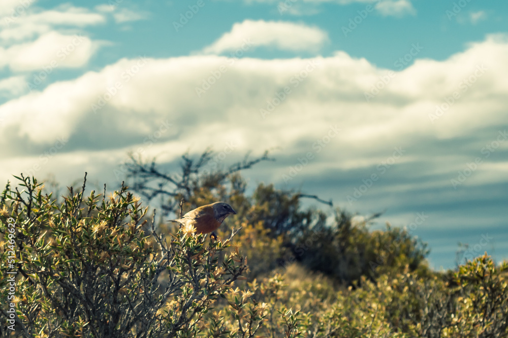 Bird on the branches of a Patagonian thorny tree