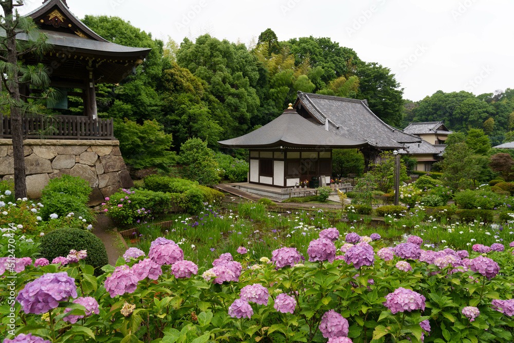 あじさい寺 正覚寺 あじさい寺 正覚寺