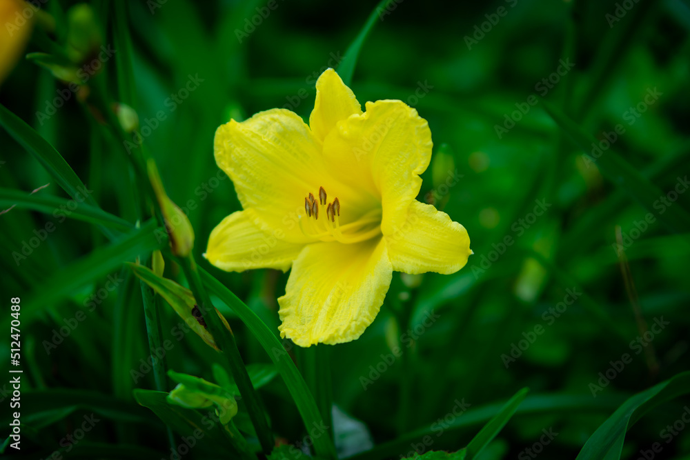 chayote flower with bright yellow color chayote flower with bright yellow color