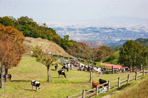 Bild auf Leinwand もーもーらんど油山牧場