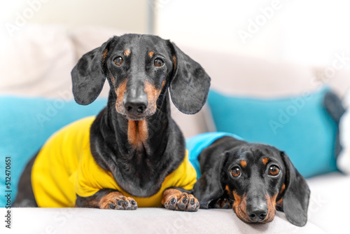 Two charming dachshunds are sitting on a blue sofa and looking attentively and sadly into the camera © Masarik