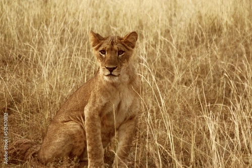 lioness uganda