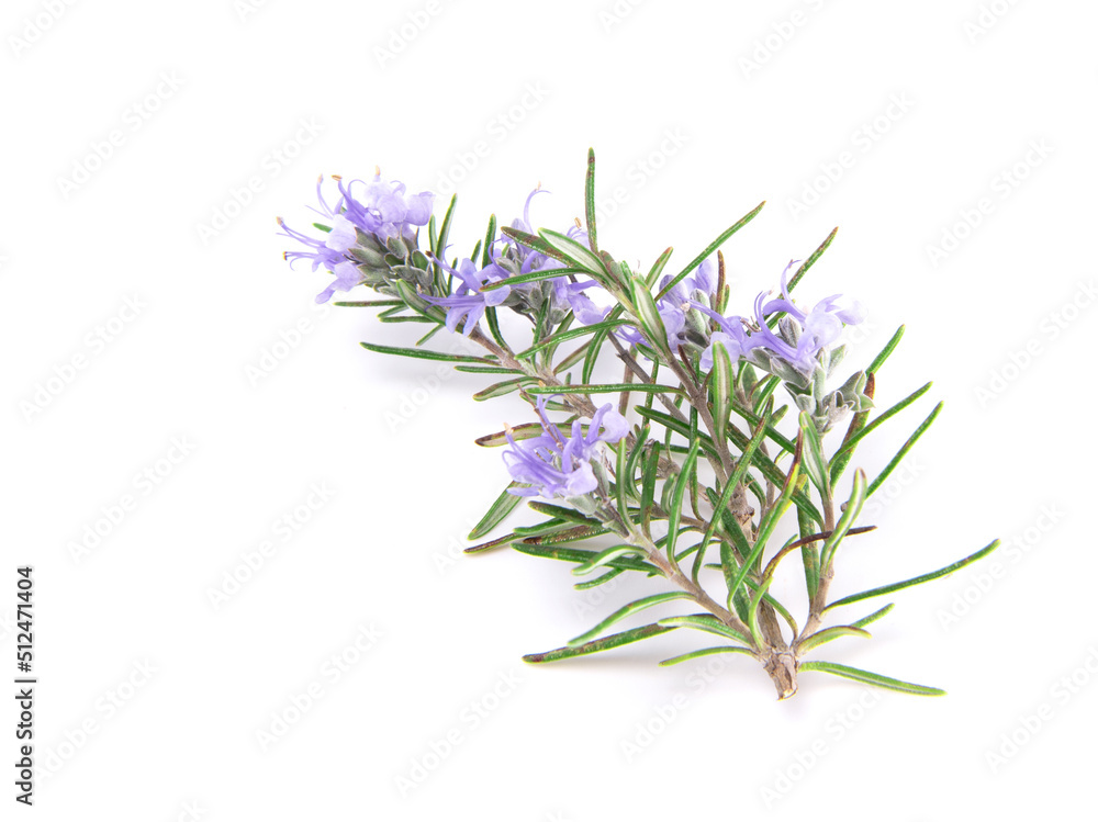 Rosemary sprig flowering isolated on white background. Aromatic evergreen shrub Rosemary sprig flowering isolated on white background. Aromatic evergreen shrub