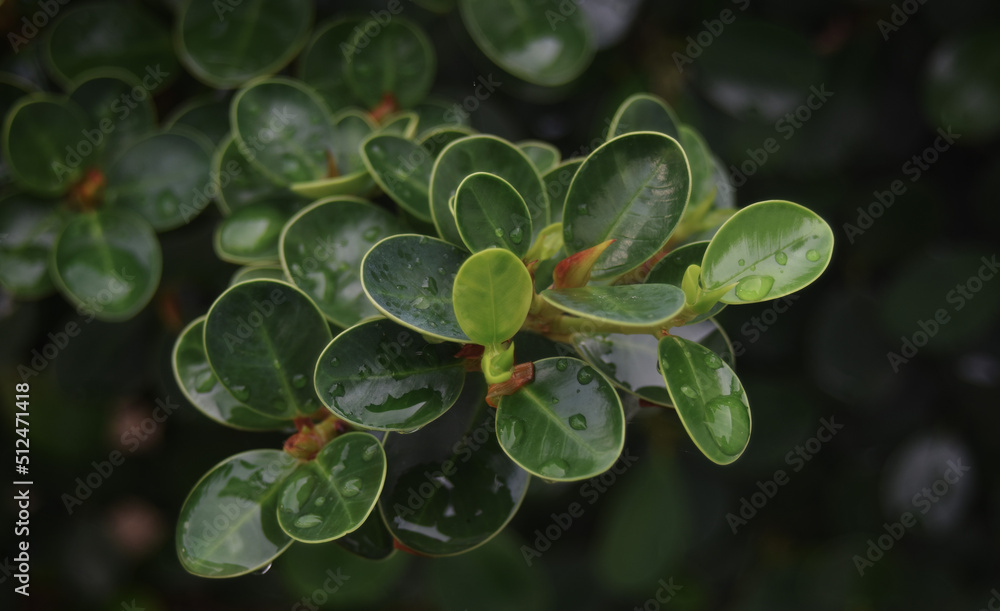 green leaf with water on the leaf green leaf with water on the leaf