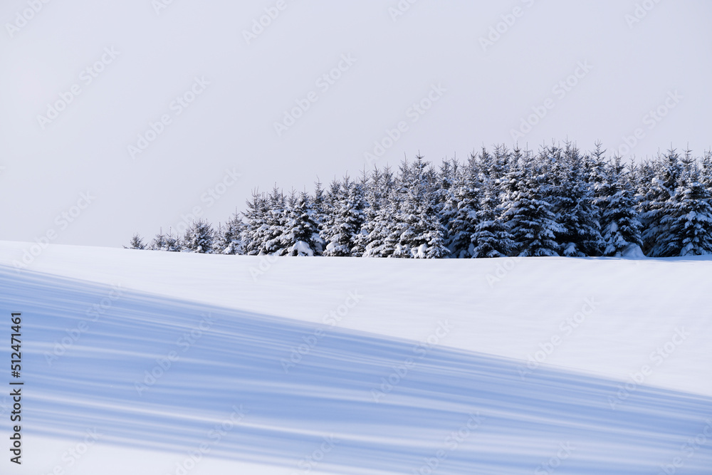 Group of trees in a snow field in winter, Hokkaido, Japan Group of trees in a snow field in winter, Hokkaido, Japan