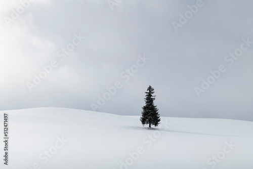 Lone pine tree in a snow field in winter, Hokkaido, Japan