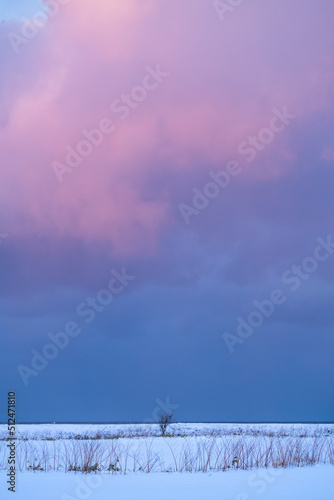 Sunset view of lone tree and snow on the beach, Hokkaido, Japan