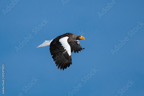 Steller sea eagle  Hokkaido  Japan