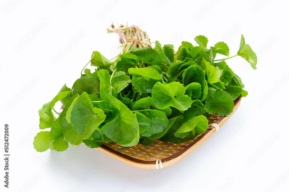 Gotu Kola leaves on white background. Gotu Kola leaves on white background.