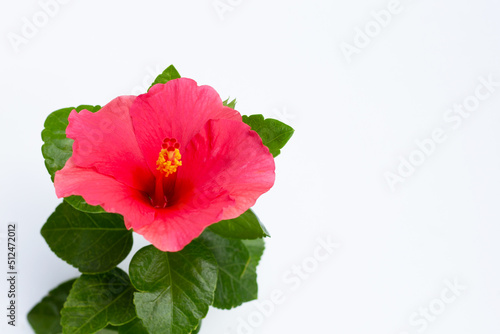 Hibiscus flower on white background.