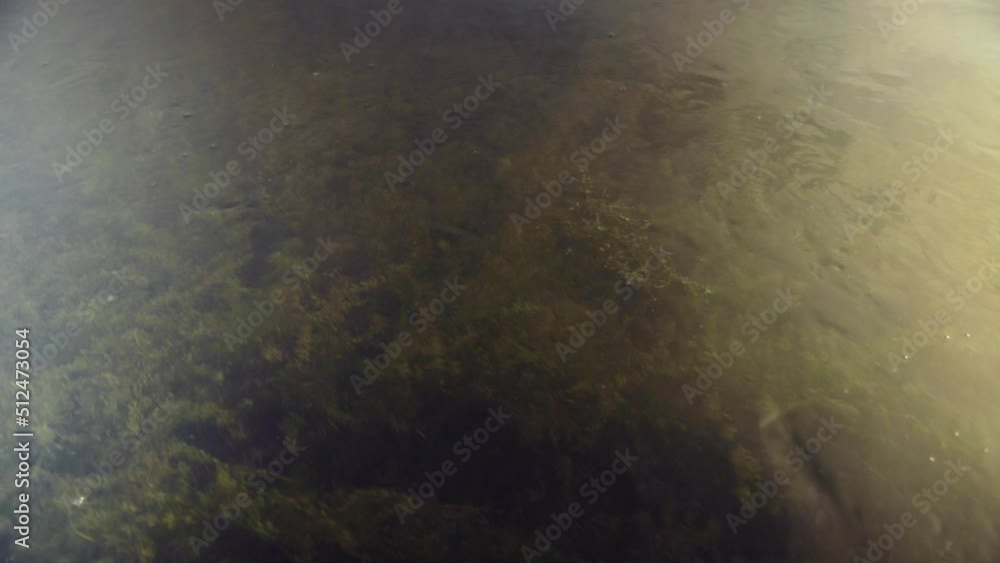 Clear water in the river, shimmering from the sun's rays on the bottom, on algae and on the surface of the water. Top view of the water world Clear water in the river, shimmering from the sun's rays on the bottom, on algae and on the surface of the water. Top view of the water world
