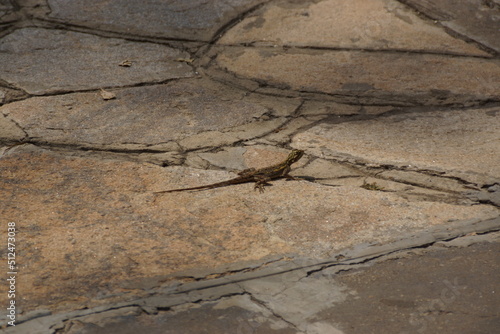 lizard 