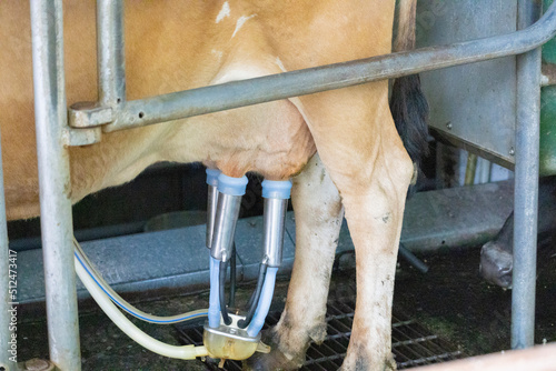 牛の搾乳