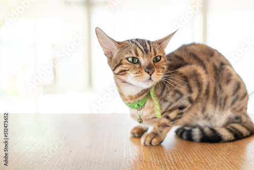 cute cat looking around, concept of pets, domestic animals. Close-up portrait of cat sitting down looking around