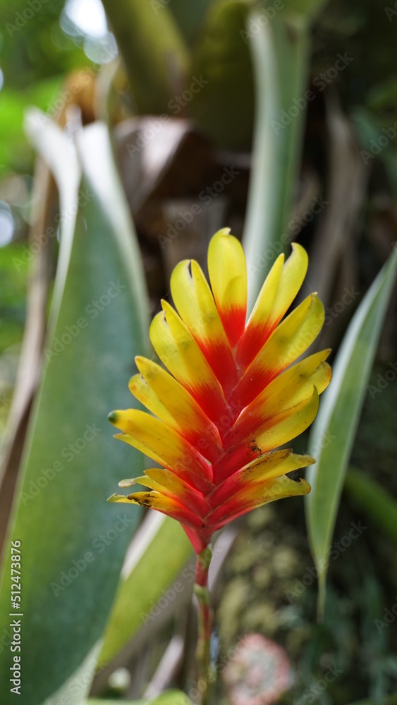 Obraz premium Flor amarela e vermelha da bromélia.