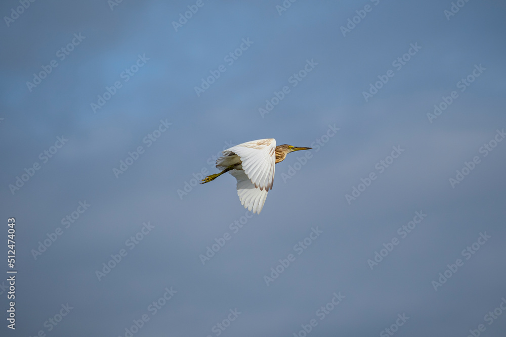 flying single squacco heron bird in the sky flying single squacco heron bird in the sky