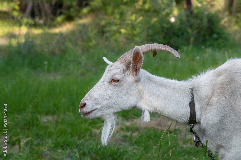 The head of a goat with large horns against a background of green grass.Profile view. The head of a goat with large horns against a background of green grass.Profile view.