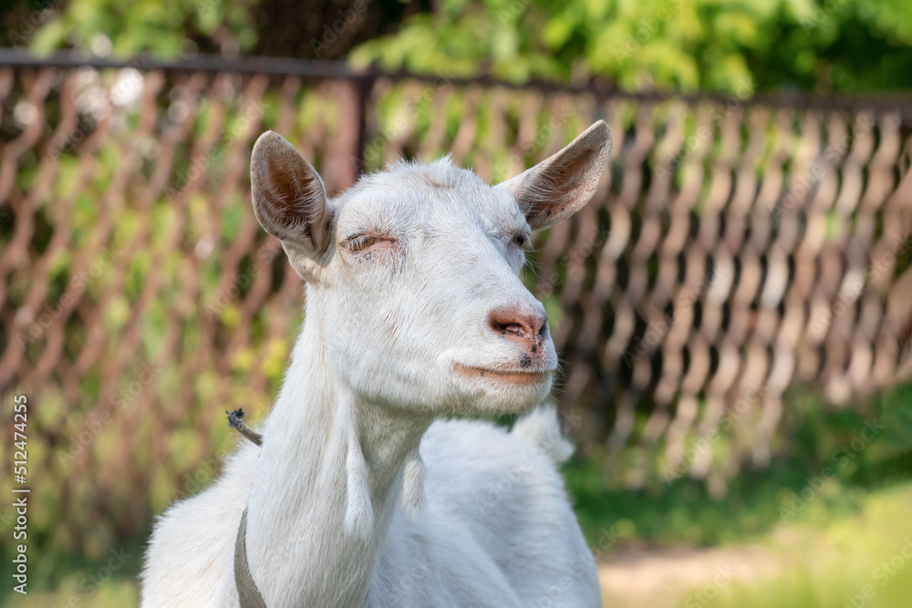 A funny domestic white goat covered her eyes from the bright sun.Close-up.Livestock on grazing. A funny domestic white goat covered her eyes from the bright sun.Close-up.Livestock on grazing.