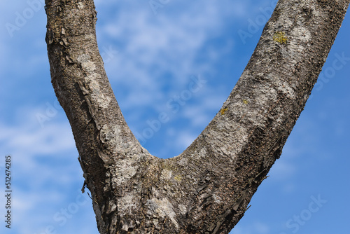 Tree stem closeup splitting in v shape and blue sky in background photo