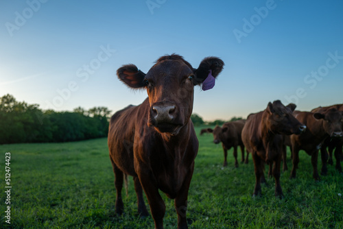 Cows in a summer field