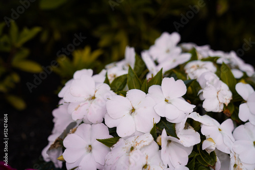Flowers are friends