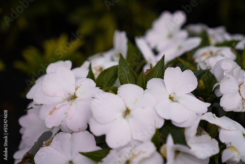 White life 