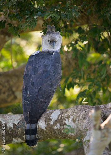 Foto Aguila Harpia, harpia Harpyja