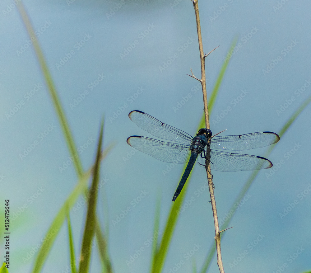 dragonfly