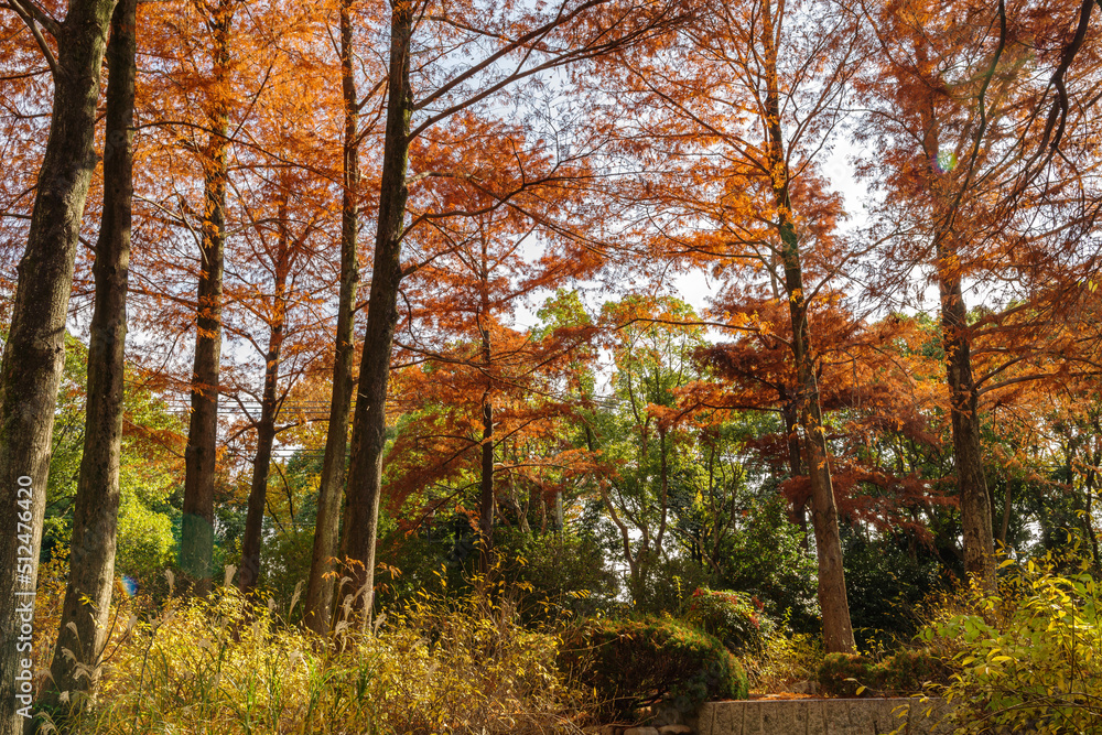 Fototapeta premium 紅葉するラクウショウ