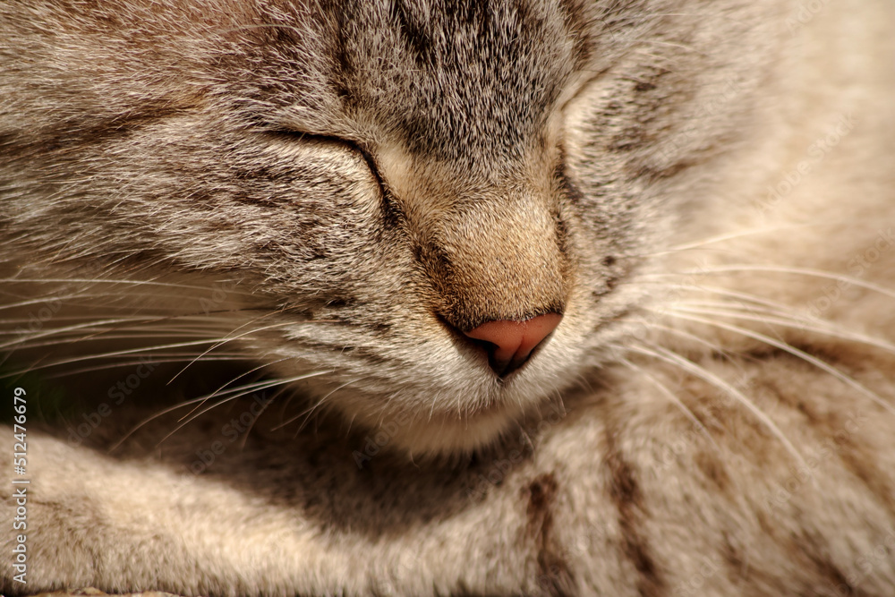 昼寝中の猫の顔 クローズアップ 昼寝中の猫の顔 クローズアップ