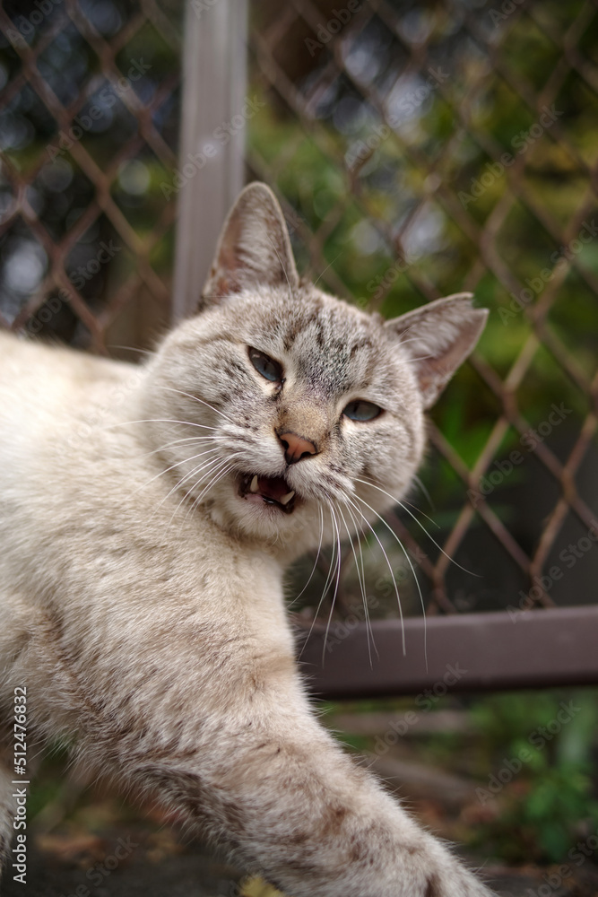 フェンスの前の猫