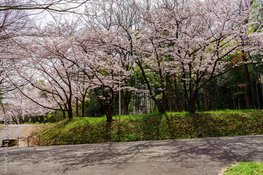 大阪・春、桜の咲く服部緑地