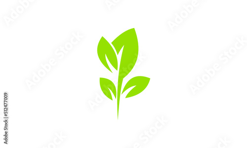 green plant isolated
