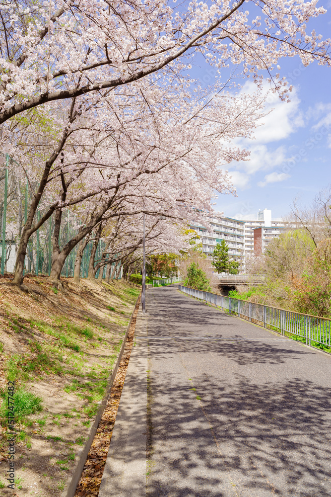 桜並木道