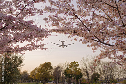 夕暮れの桜と飛行機