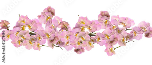 Beautiful pink orchid flowers on white background