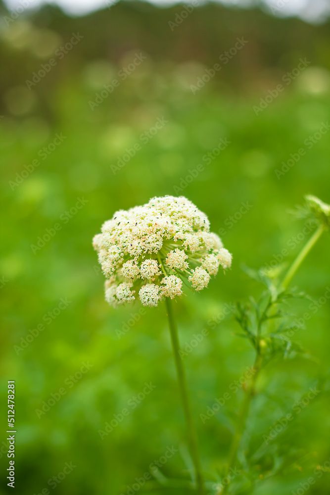 Organic carrot flower with blurred green background Organic carrot flower with blurred green background