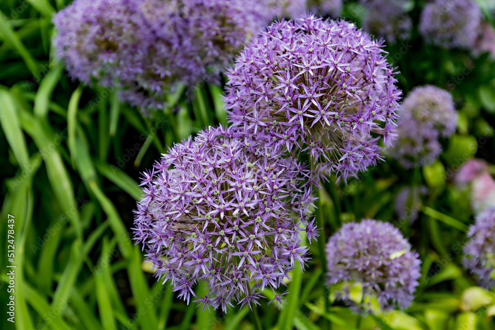 Echinops blooming in the Botanical Garden of Montreal, Canada Echinops blooming in the Botanical Garden of Montreal, Canada